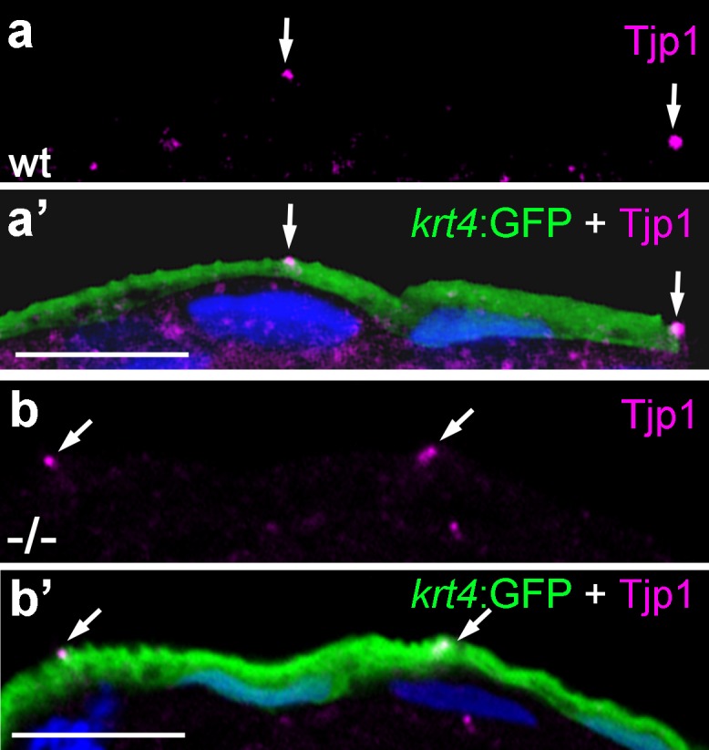 Figure 6—figure supplement 1.