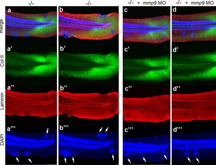 Figure 10—figure supplement 2.