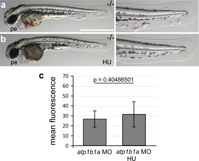 Figure 10—figure supplement 1.