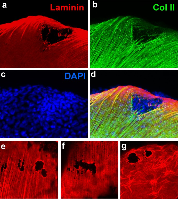 Figure 2—figure supplement 1.