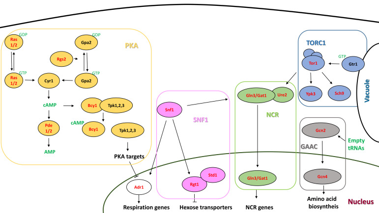 FIGURE 1