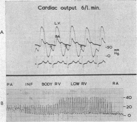 Text Fig. 8