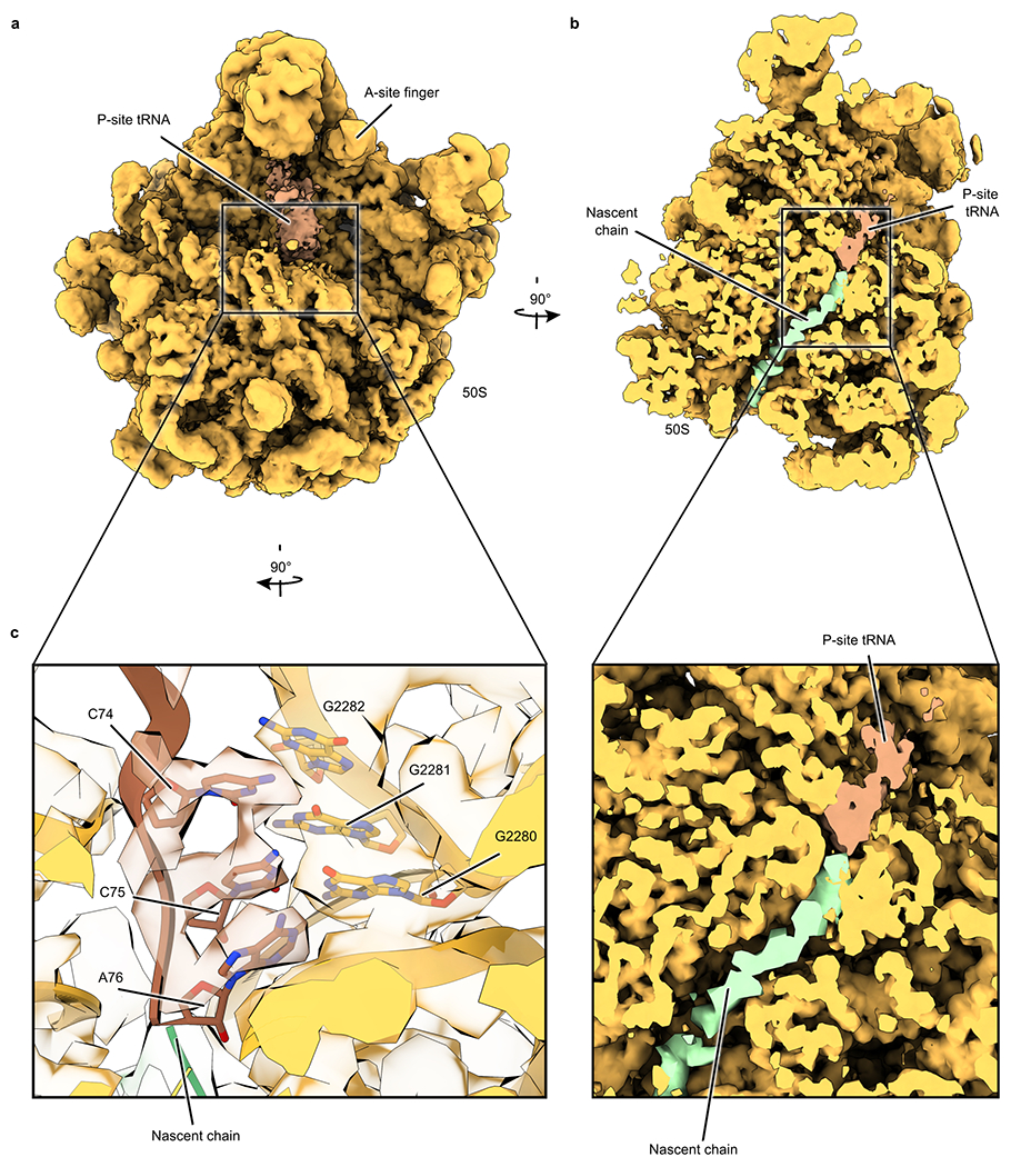 Extended Data Fig. 9.