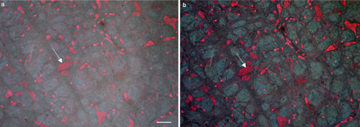Figure 1—figure supplement 4.