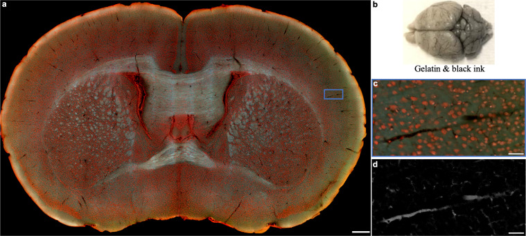Figure 2—figure supplement 3.