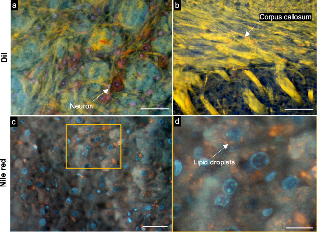 Figure 1—figure supplement 2.