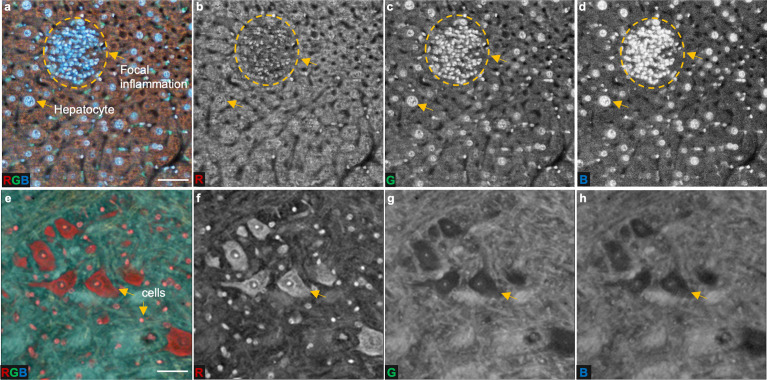 Figure 2—figure supplement 4.