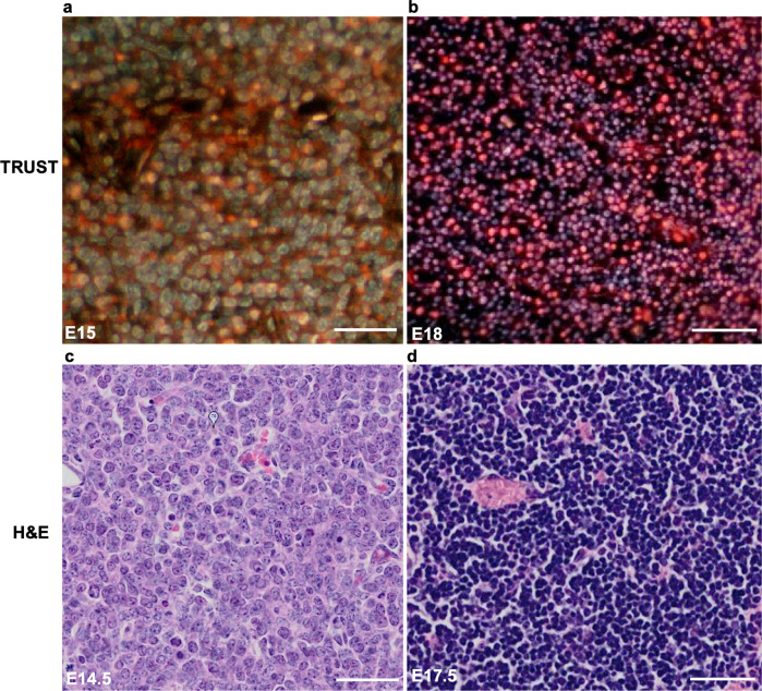 Figure 4—figure supplement 2.