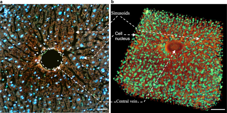 Figure 3—figure supplement 3.