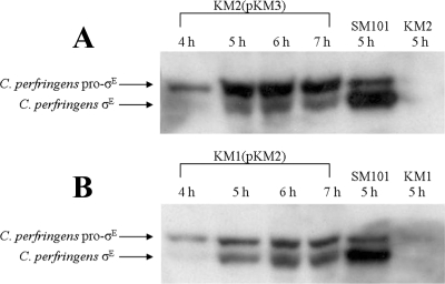 FIG. 7.