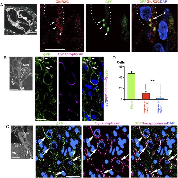 Fig. 6.