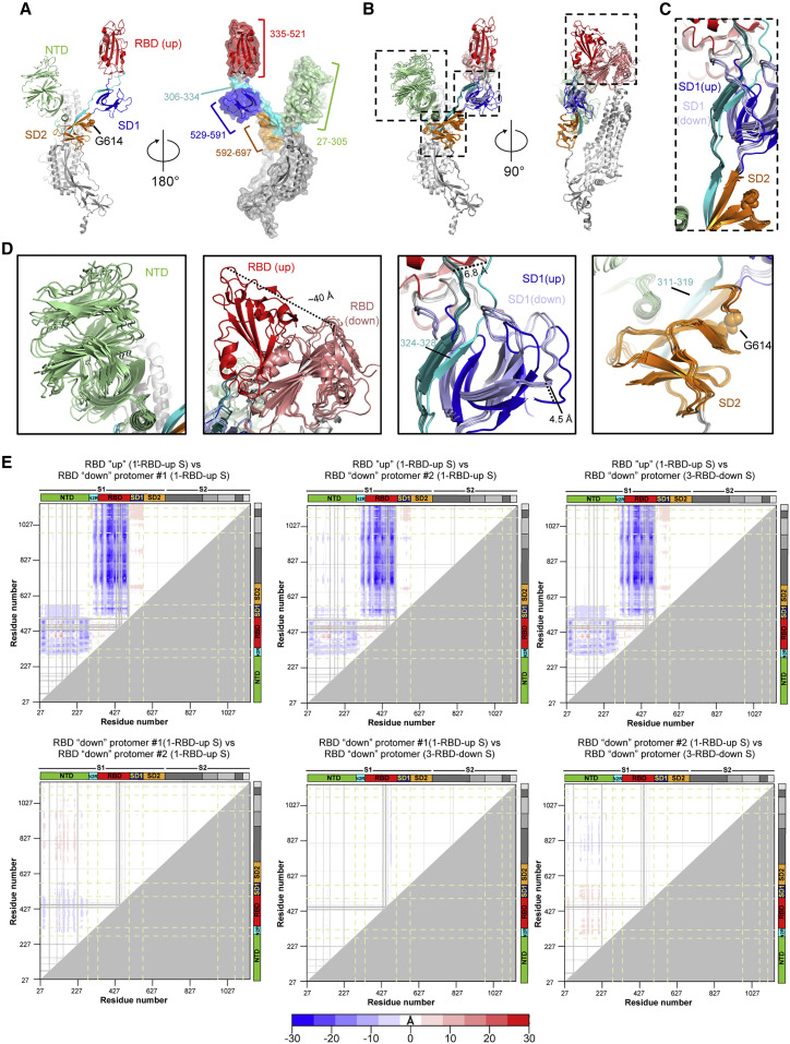 D614G Mutation Alters SARS-CoV-2 Spike Conformation and Enhances ...