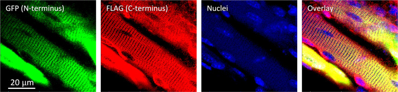 Figure 3—figure supplement 1.