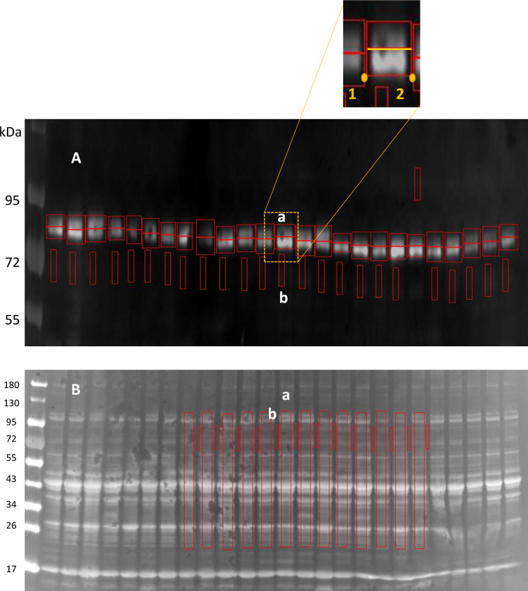 Figure 4—figure supplement 1.