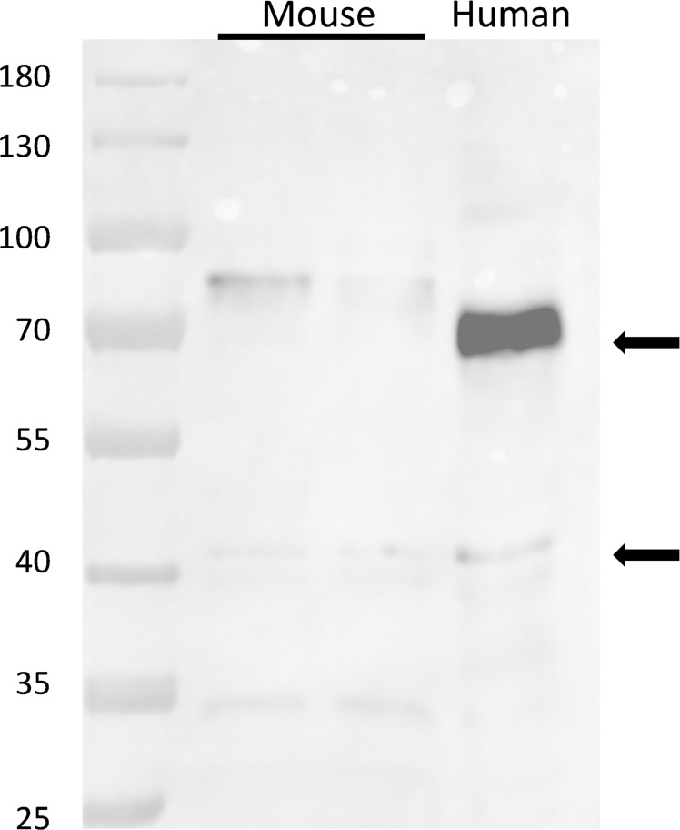 Figure 1—figure supplement 1.