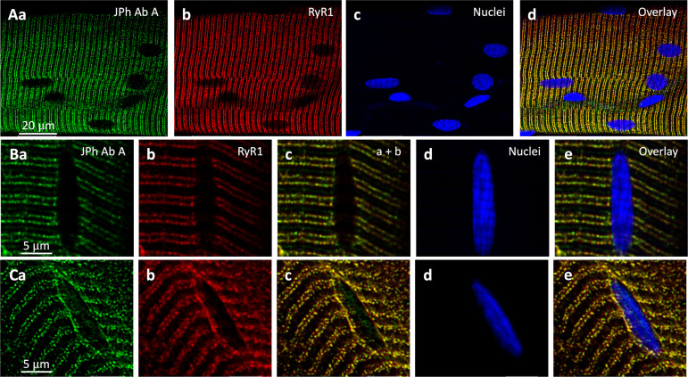 Figure 2—figure supplement 1.