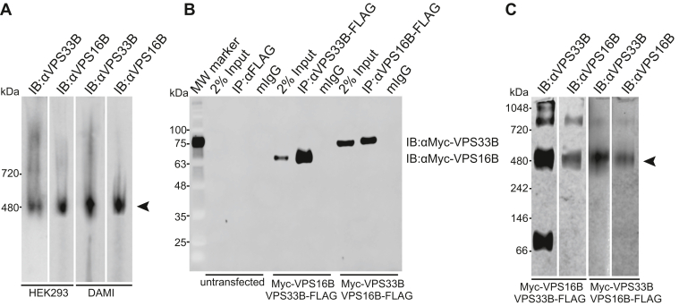 Figure 1