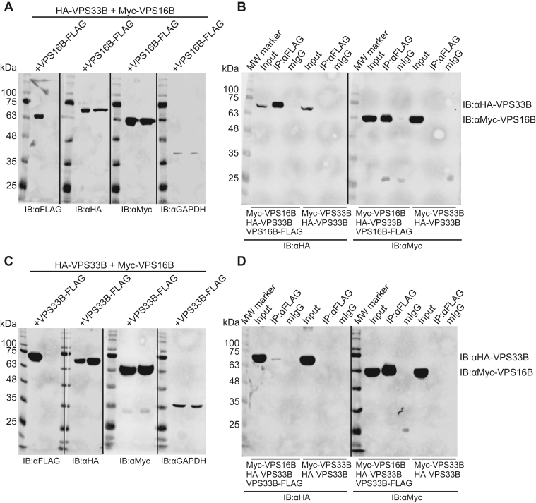 Figure 2