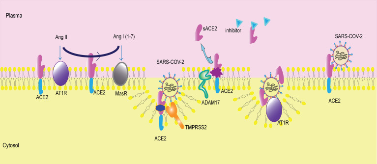 Figure 2