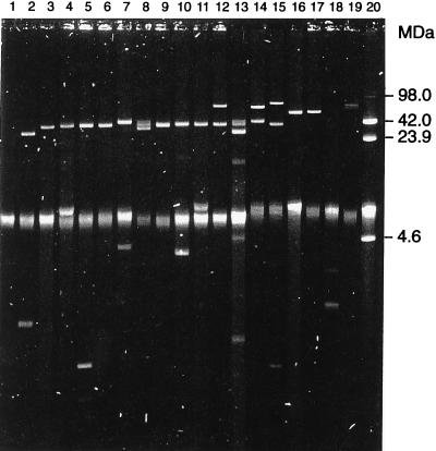 FIG. 1