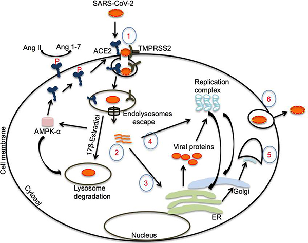 Figure 3: