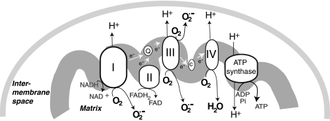 FIG. 1.