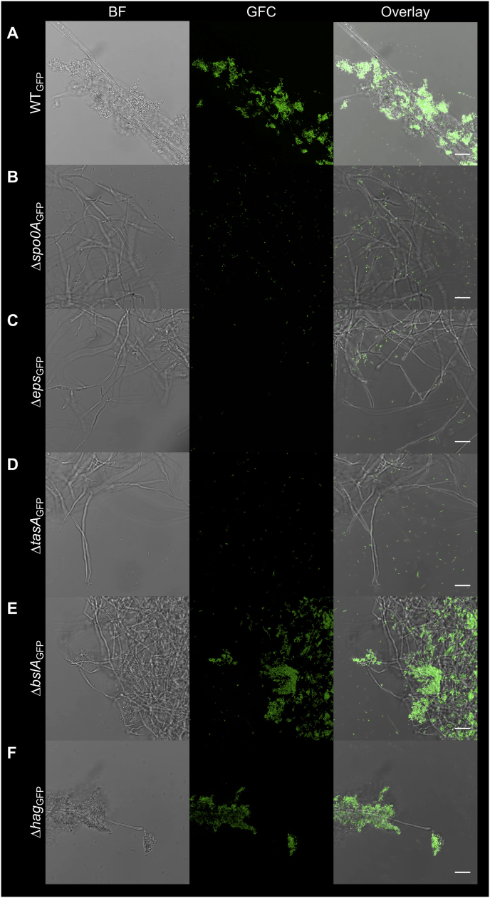 Fig. 4