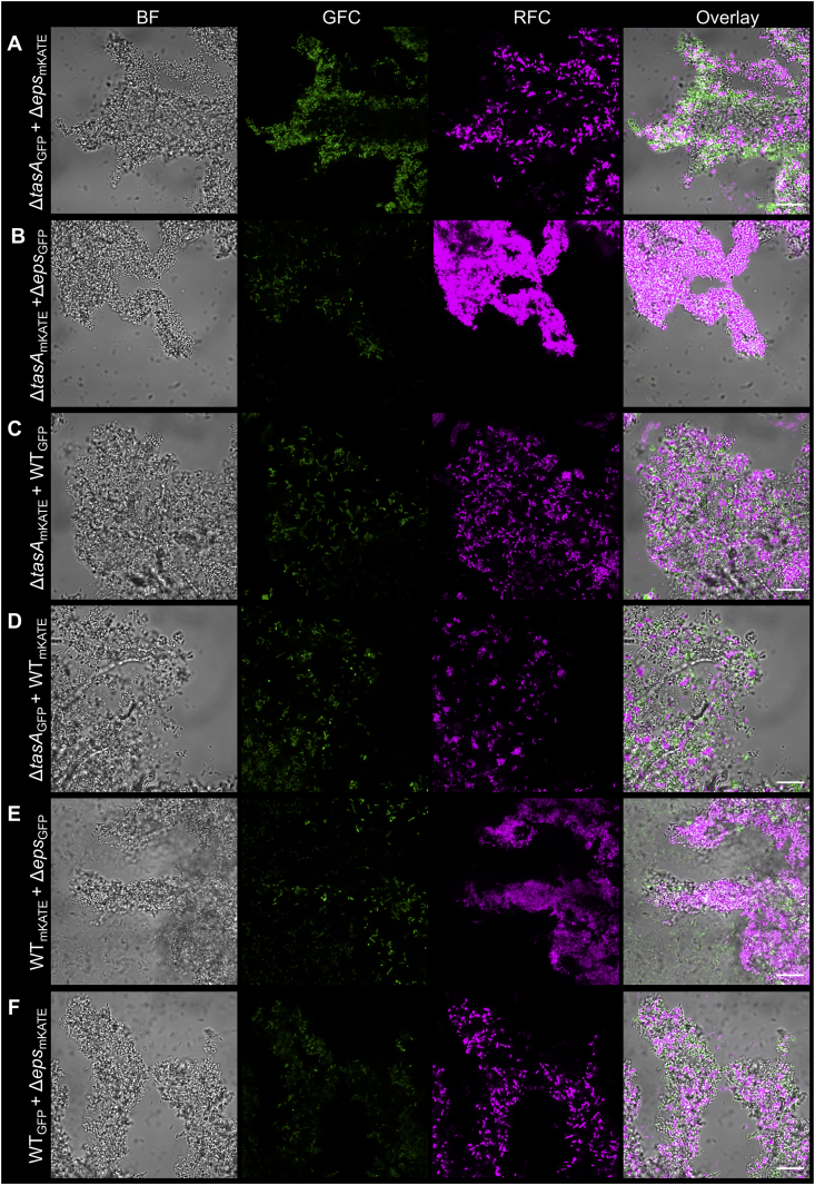 Fig. 3