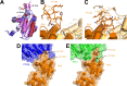 Figure 2—figure supplement 3.