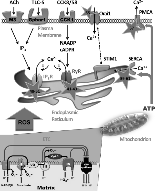 FIG. 1.