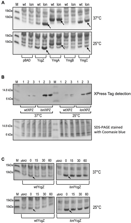 FIGURE 6