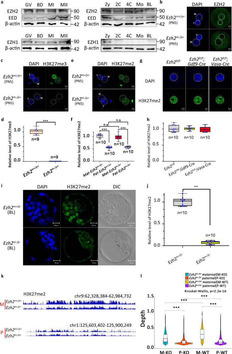 PRC2 and EHMT1 regulate H3K27me2 and H3K27me3 establishment across the ...