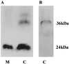 FIG. 6