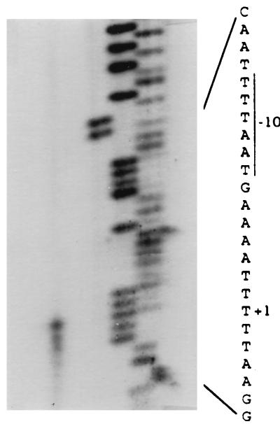 FIG. 1