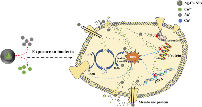 FIGURE 1