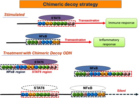 Fig. 1 Chimeric decoy strategy against NFκB and STAT6.