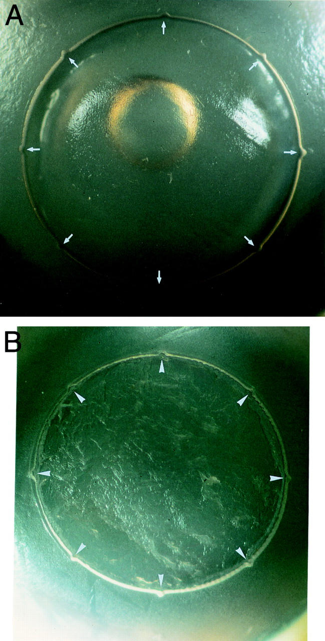 Figure 2  