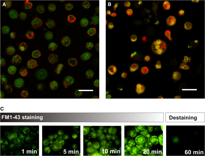 Figure 4