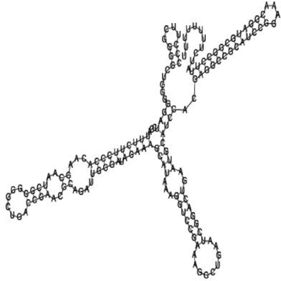 Putative secondary structure of 1167533. GC content, 72%