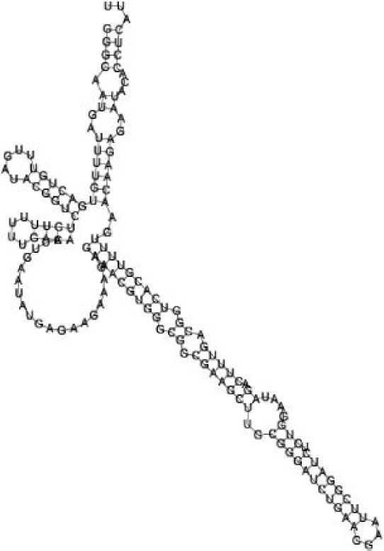 Putative secondary structure of 1871124. GC content, 51%