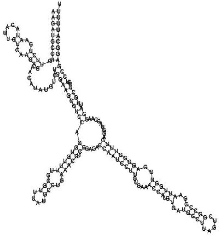 Putative secondary structure of 1101007. GC content, 63%