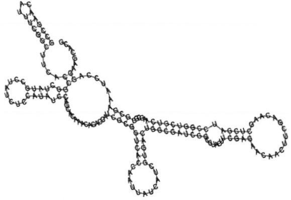 Putative secondary structure of 880854. GC content, 63%