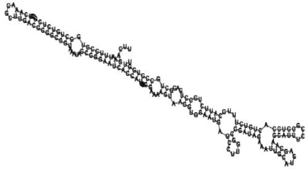 Putative secondary structure of 1010101. GC content, 58%