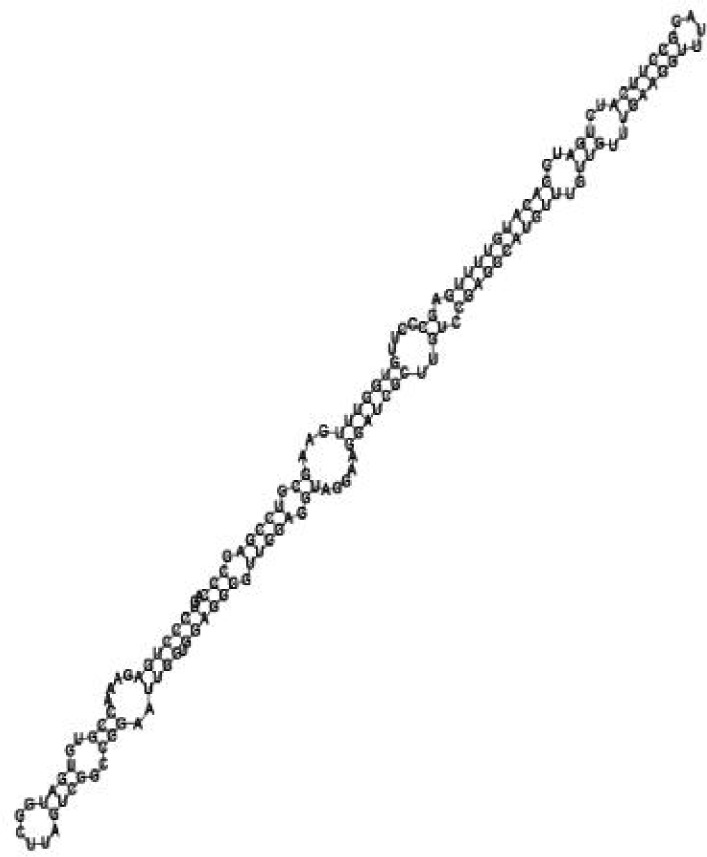 Putative secondary structure of 583983. GC content, 61%