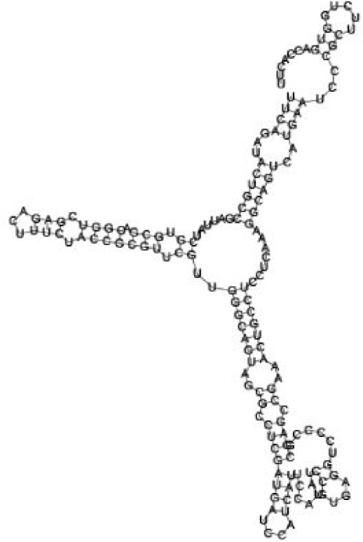 Putative secondary structure of 473095. GC content, 52%