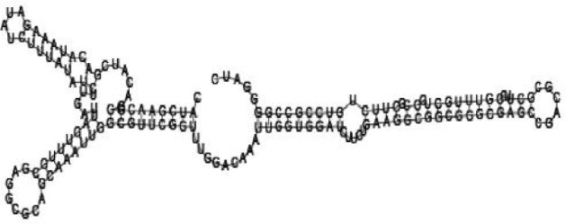 Putative secondary structure of 1956060. GC content, 58%