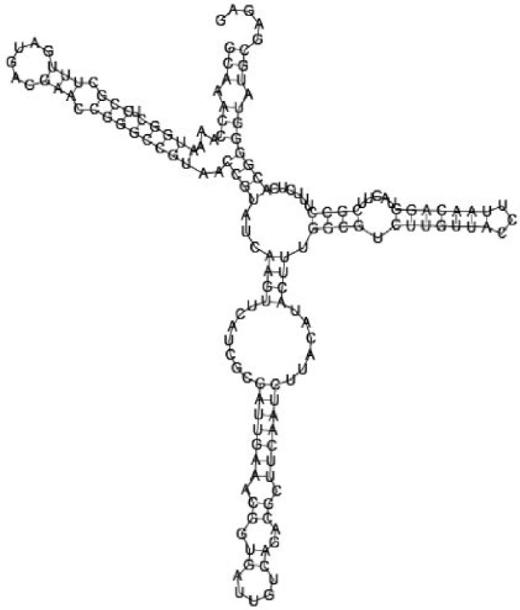 Putative secondary structure of 763581. GC content, 68%