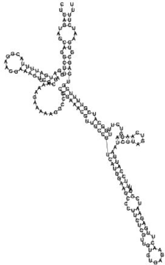 Putative secondary structure of 1165572. GC content, 50%