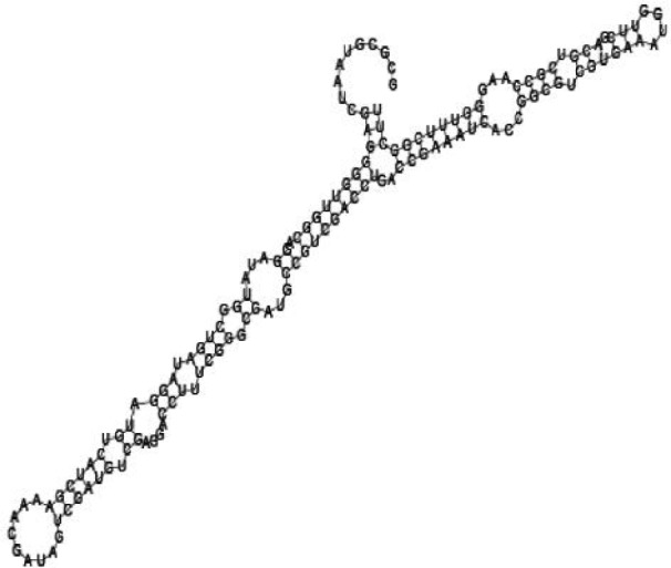 Putative secondary structure of 1055788. GC content, 70%