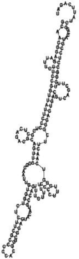 Putative secondary structure of 1076360. GC content, 56%